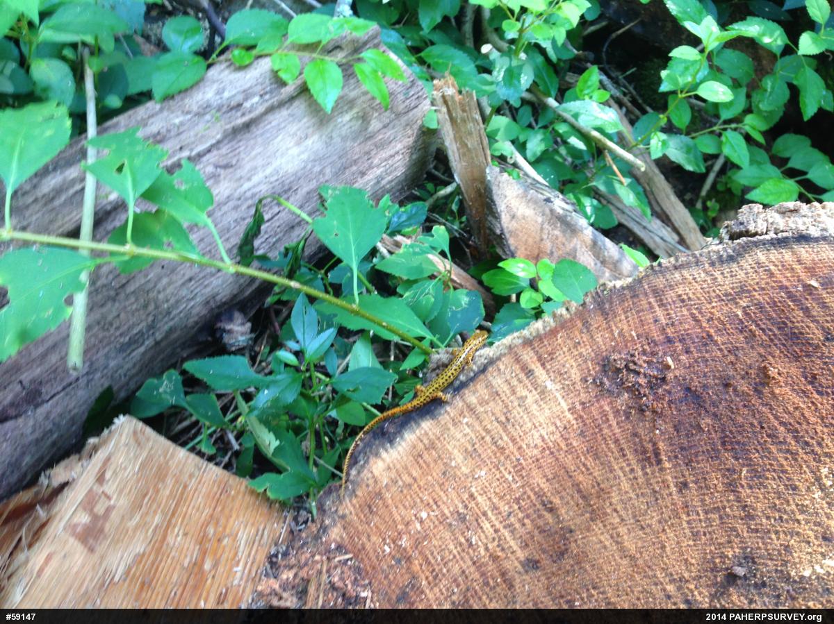 Eastern Long-tailed Salamander