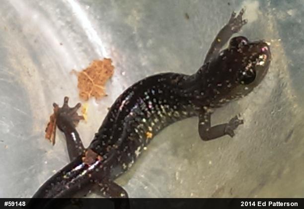 Wehrle's Salamander
