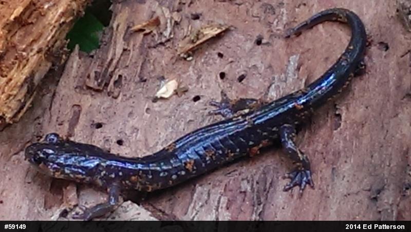 Wehrle's Salamander