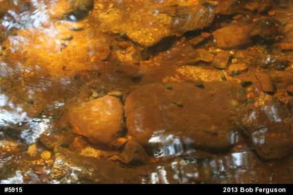 American Bullfrog