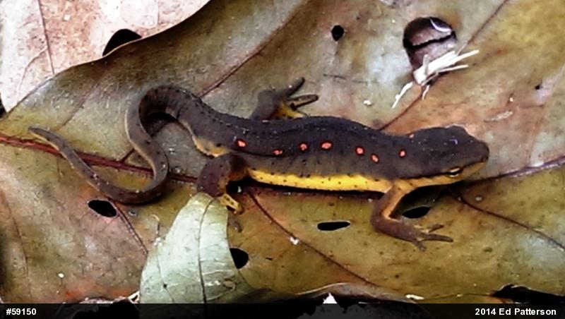 Red-spotted Newt