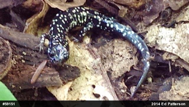Northern Slimy Salamander