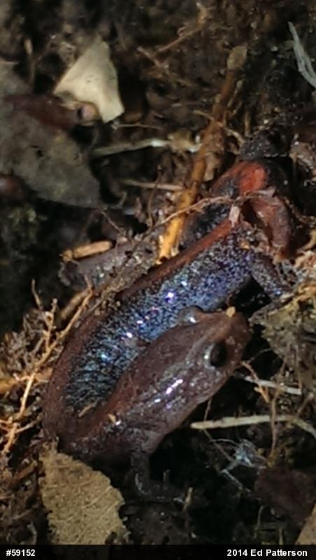Eastern Red-backed  Salamander