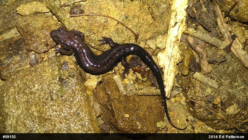 Allegheny Mountain Dusky Salamander