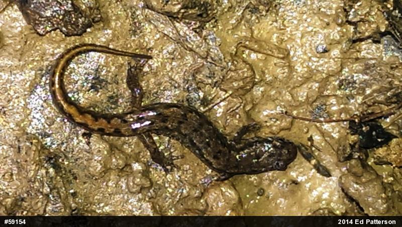 Northern Dusky Salamander