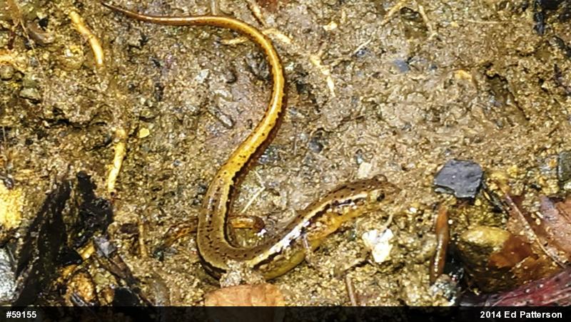 Northern Two-lined Salamander