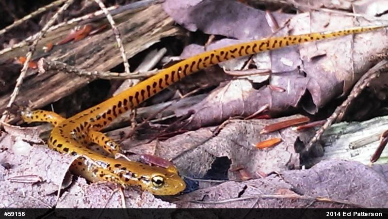 Eastern Long-tailed Salamander
