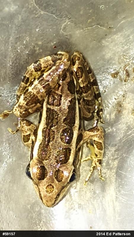 Pickerel Frog