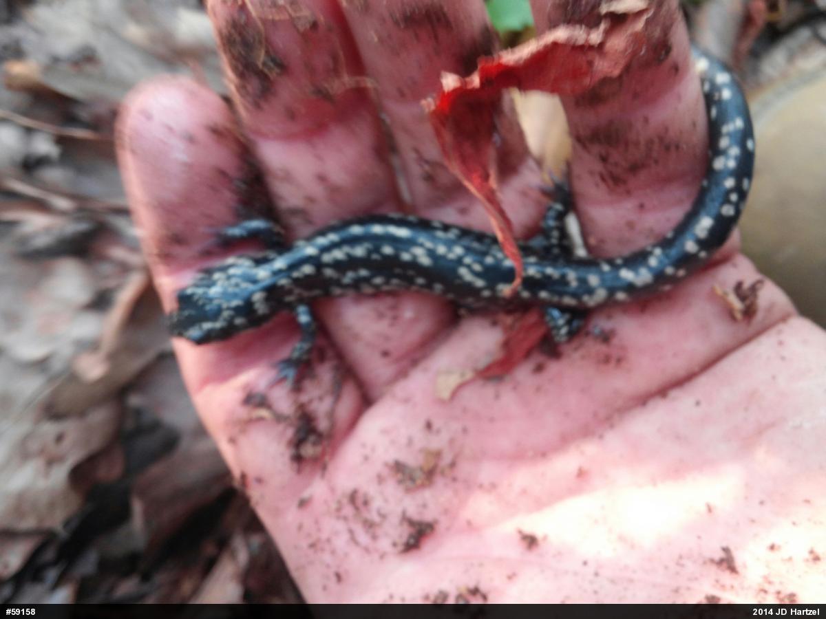 Northern Slimy Salamander