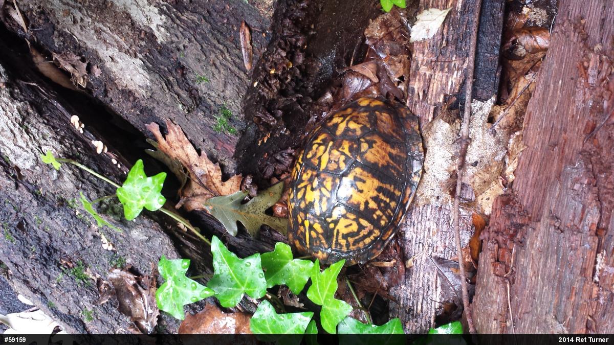 Eastern Box Turtle