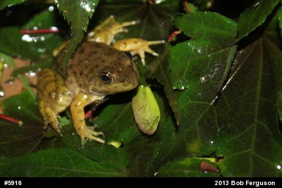 American Bullfrog