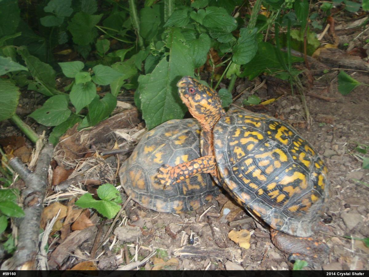 Eastern Box Turtle
