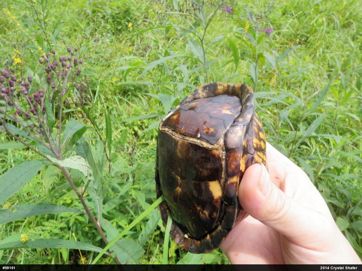 Eastern Box Turtle