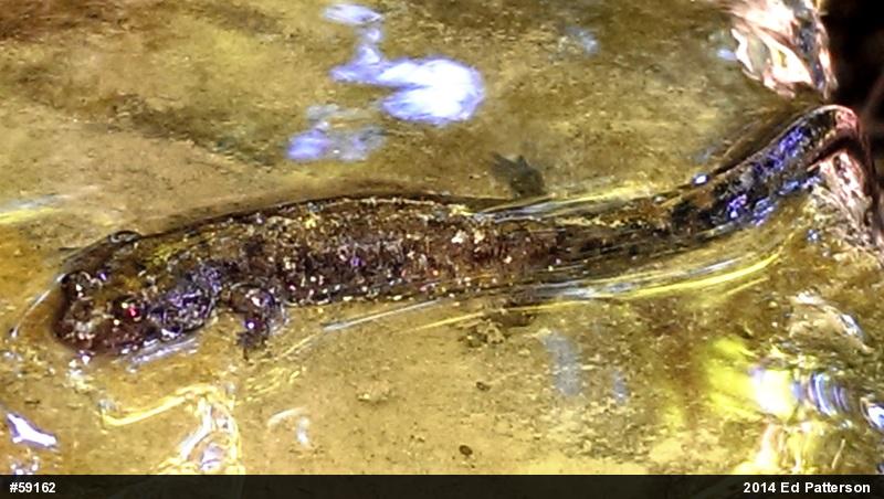 Seal Salamander