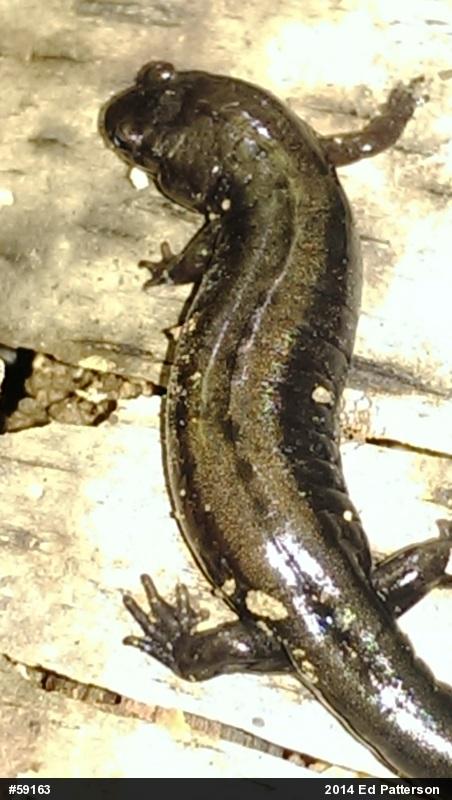 Allegheny Mountain Dusky Salamander