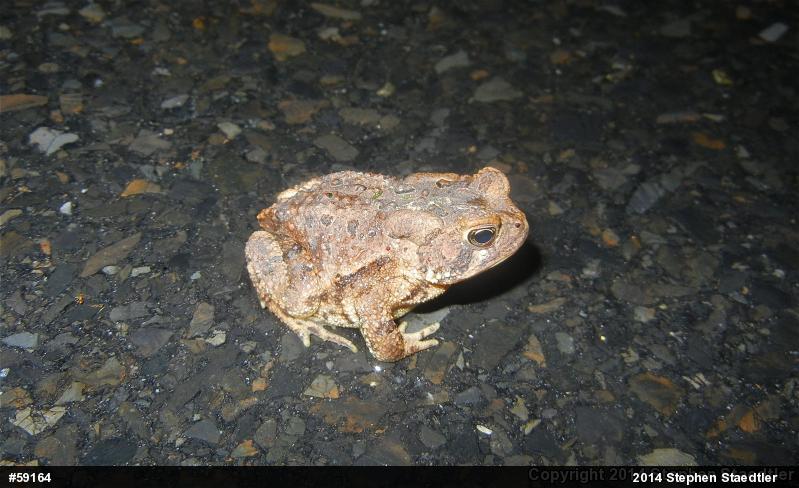 Eastern American Toad