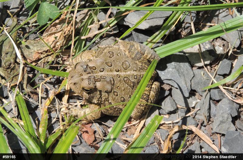 Fowler's Toad