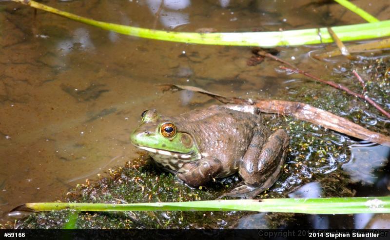 American Bullfrog