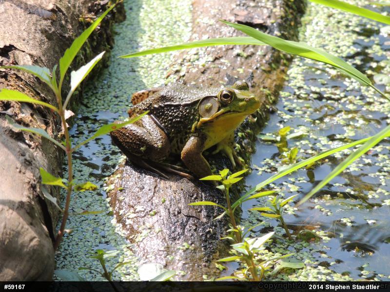 Green Frog