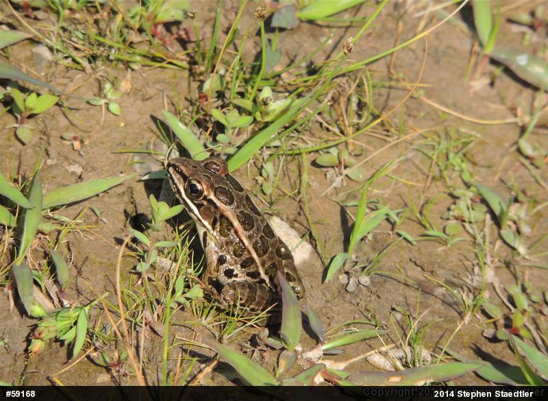 Pickerel Frog