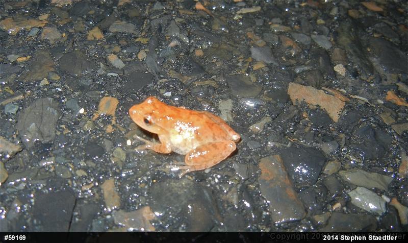 Spring Peeper