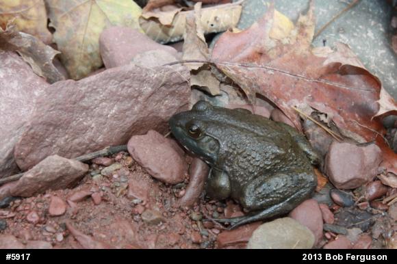 American Bullfrog