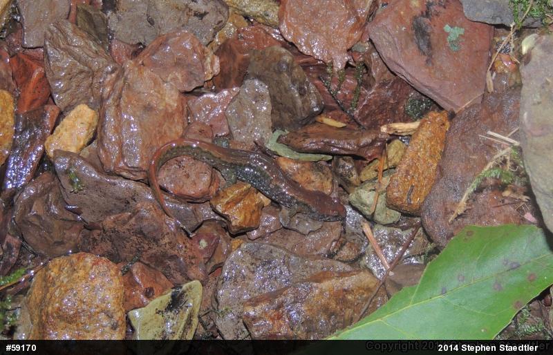 Northern Dusky Salamander