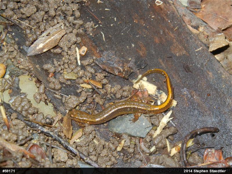 Northern Two-lined Salamander