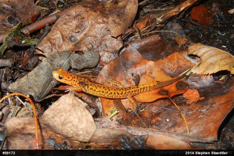 Eastern Long-tailed Salamander