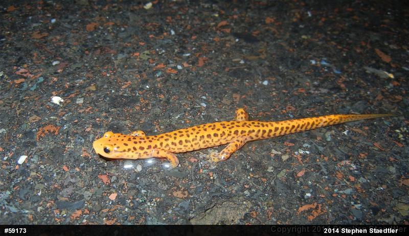 Eastern Long-tailed Salamander