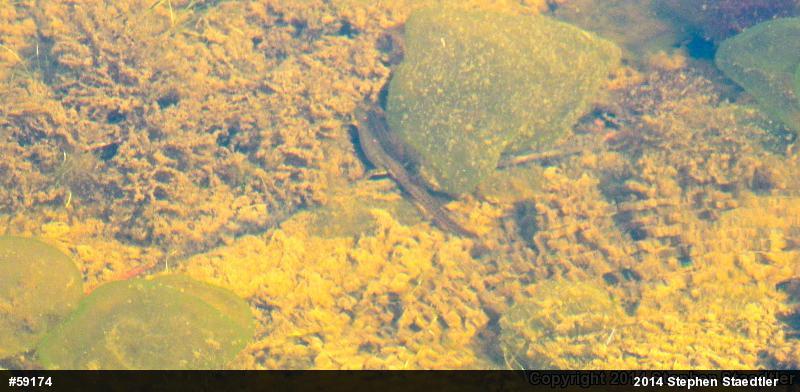 Red-spotted Newt