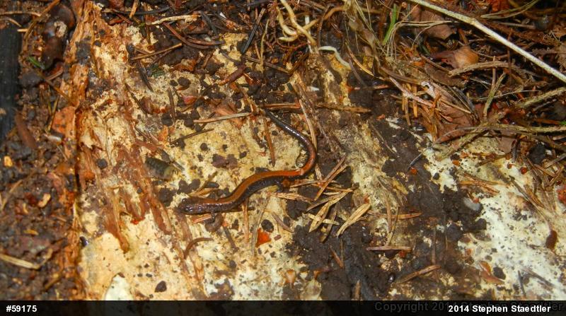 Eastern Red-backed  Salamander