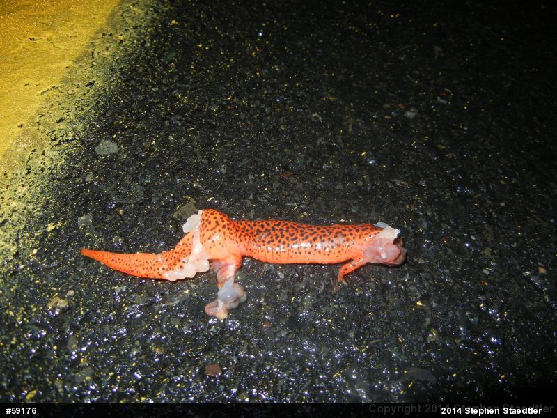 Northern Red Salamander