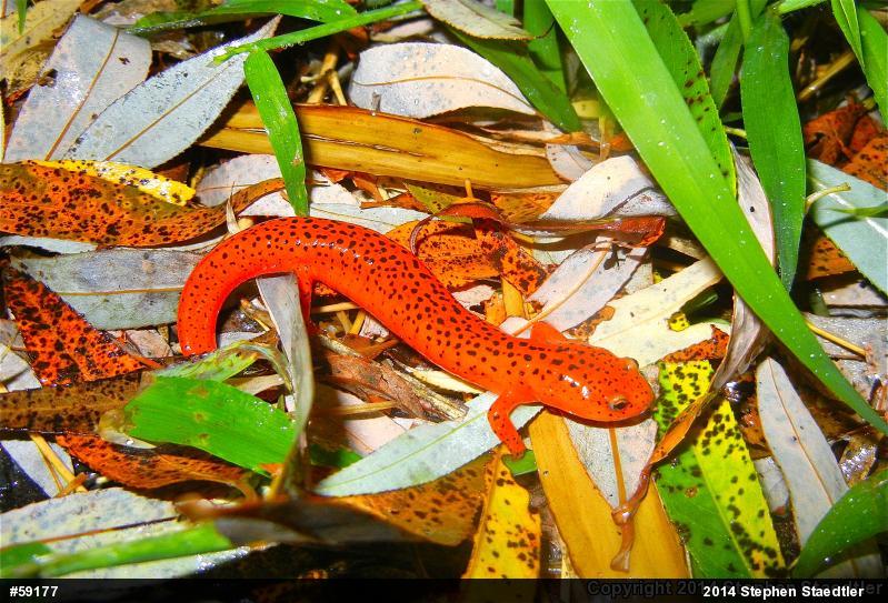 Northern Red Salamander