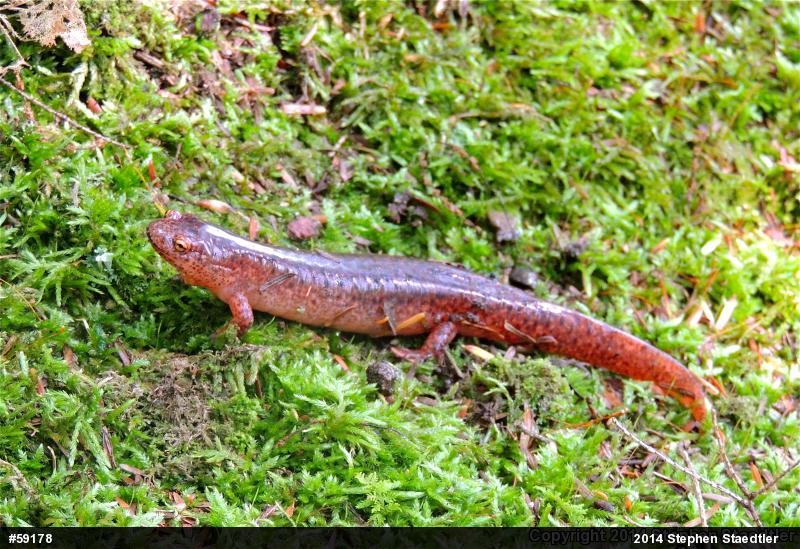 Northern Red Salamander