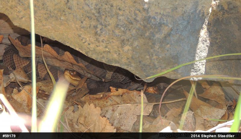 Northern Copperhead