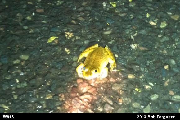 American Bullfrog