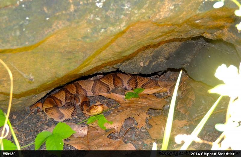Northern Copperhead