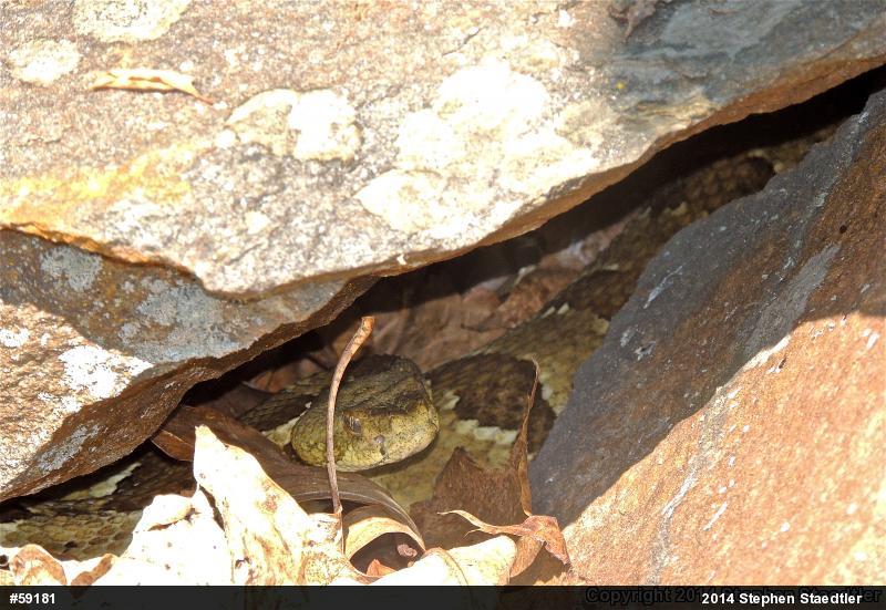 Timber Rattlesnake