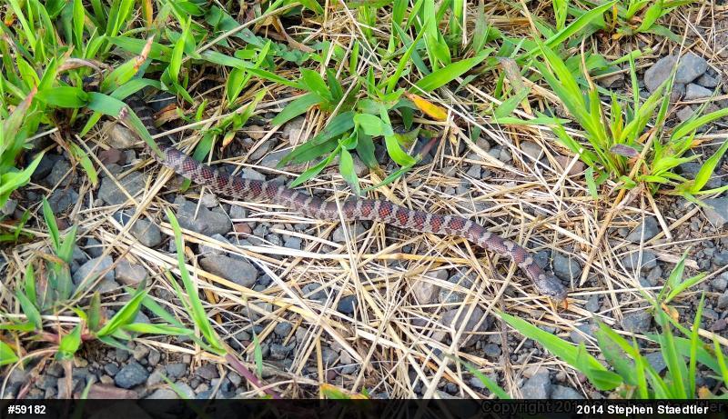 Eastern Milksnake