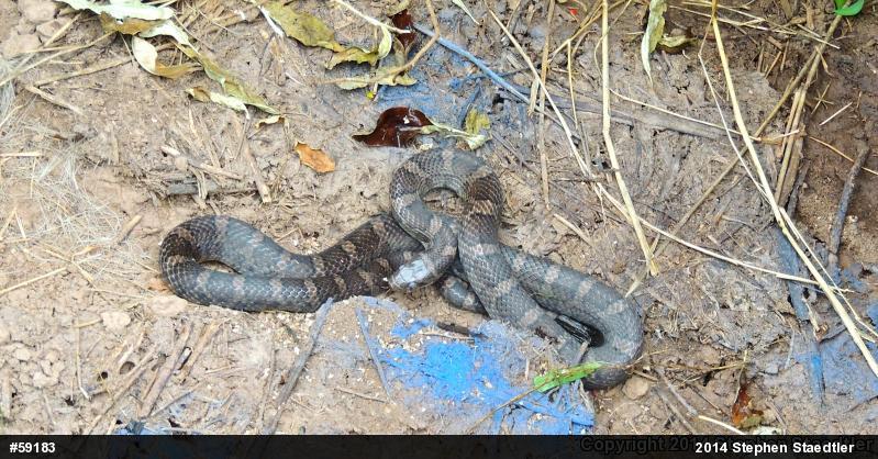 Eastern Milksnake