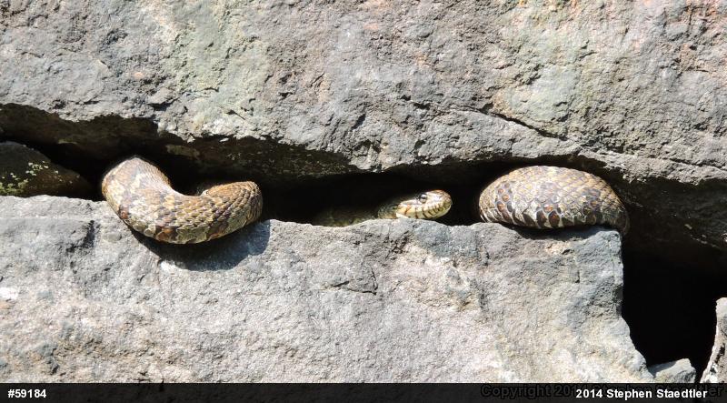 Northern Watersnake