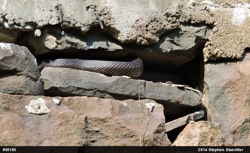 Eastern Ratsnake