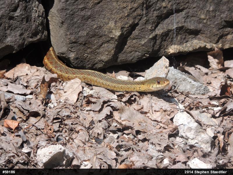 Eastern Gartersnake