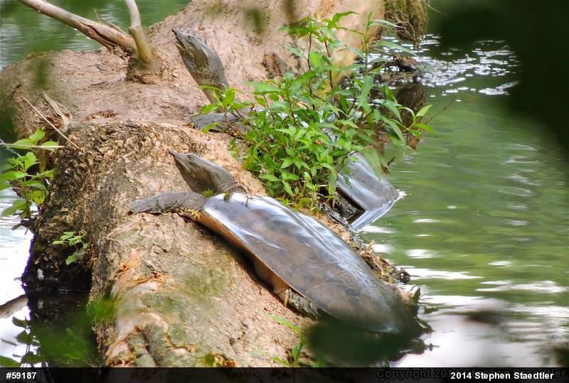 Eastern Spiny Softshell