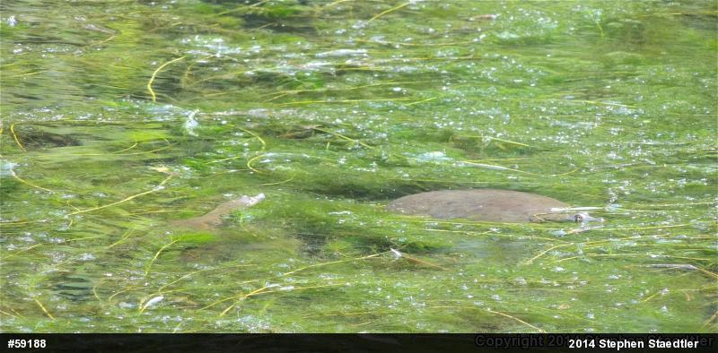 Eastern Spiny Softshell