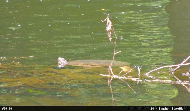Snapping Turtle