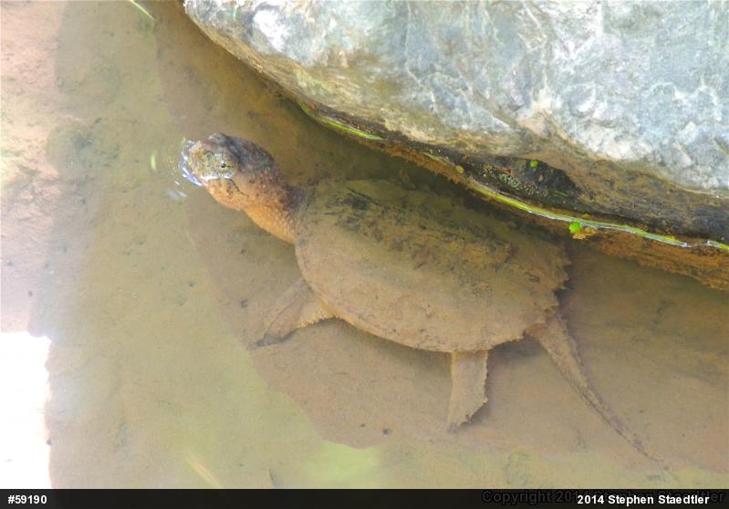 Snapping Turtle