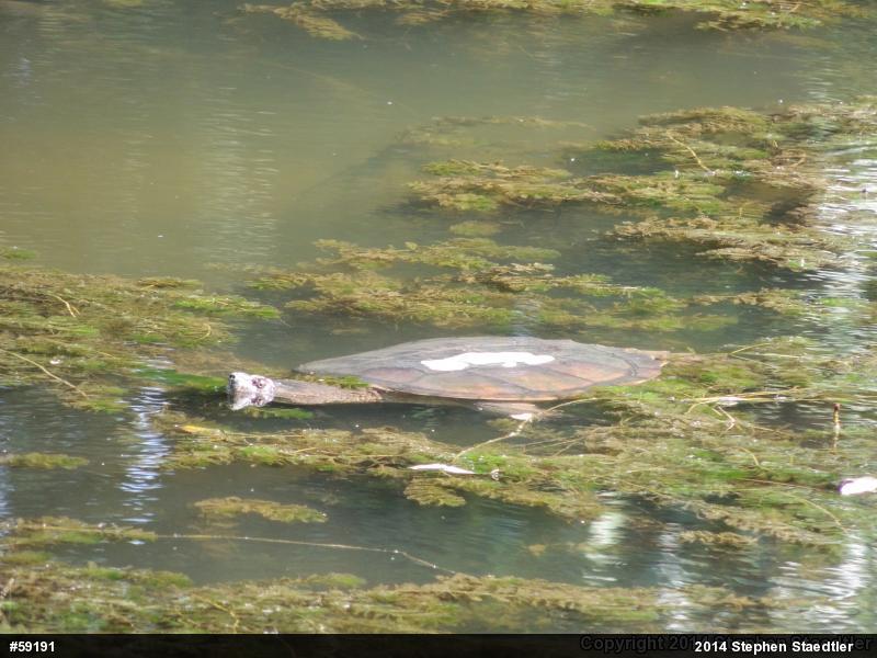 Snapping Turtle