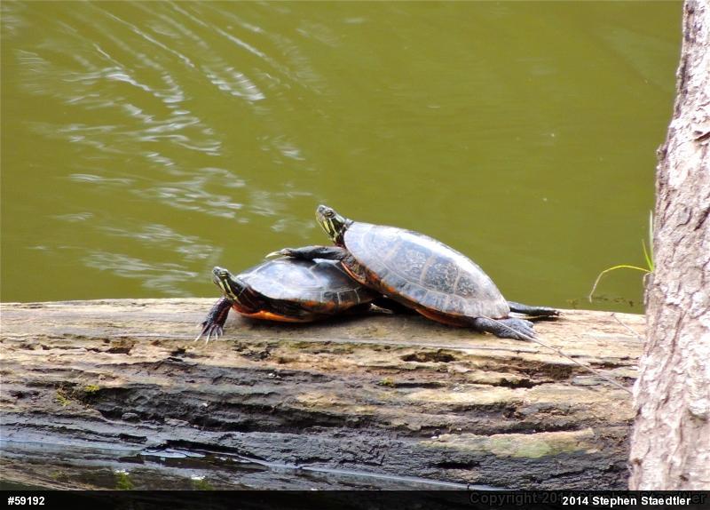 Eastern Painted Turtle